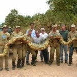 35 metrové amazonské anakondy: jsou skutečné? 4