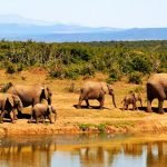 Nejlepší safari rezervace v Africe 7