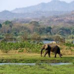 Malawi - nadějná příští safari destinace 8