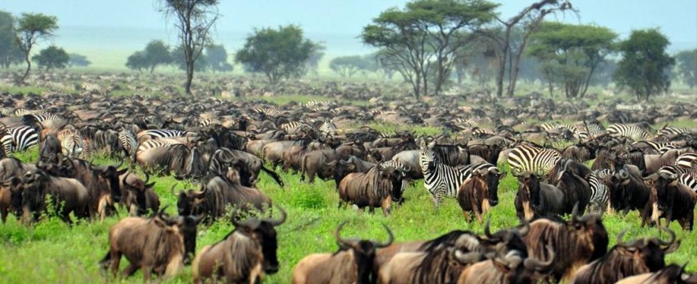 Velká migrace divokých zvířat v Tanzanii 1
