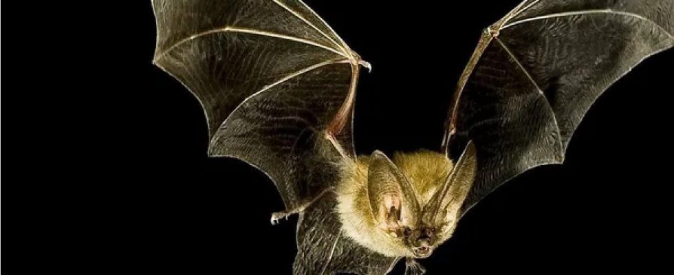 Proč tolik nebezpečných virových infekcí pochází od netopýrů? 1