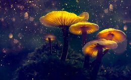 Psilocybin a OCD: mohou psychedelika léčit obsedantně kompulzivní poruchu? 1