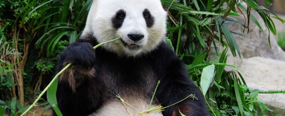 Zoologická zahrada Schönbrunn - vstupenky bez fronty 1