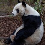 Zoologická zahrada Schönbrunn - vstupenky bez fronty 2